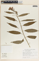 Asclepias curassavica L., Mexico, J. I. Calzada 5810, F