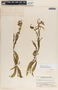Asclepias curassavica L., Guatemala, P. C. Standley 67260, F