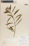 Asclepias curassavica L., Guatemala, M. R. Wilson 40850, F