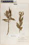 Asclepias curassavica L., Nicaragua, P. C. Standley 10059, F