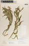 Asclepias curassavica L., Panama, W. H. Lewis 1564, F
