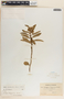 Asclepias oenotheroides Schltdl. & Cham., Mexico, C. R. Orcutt 3107, F