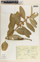 Asclepias oenotheroides Schltdl. & Cham., Mexico, R. J. Pankhurst 116, F
