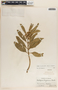 Asclepias oenotheroides Schltdl. & Cham., Mexico, L. A. Kenover A312, F