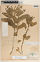 Asclepias oenotheroides Schltdl. & Cham., Mexico, G. F. Gaumer 2206, F
