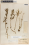 Asclepias oenotheroides Schltdl. & Cham., Mexico, G. F. Gaumer 24003, F