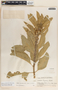 Asclepias oenotheroides Schltdl. & Cham., Guatemala, P. C. Standley 74089, F
