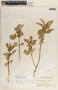 Asclepias oenotheroides Schltdl. & Cham., Guatemala, P. C. Standley 88456, F