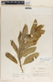 Asclepias oenotheroides Schltdl. & Cham., Nicaragua, P. C. Standley 11533, F