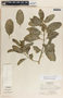 Asclepias oenotheroides Schltdl. & Cham., Nicaragua, A. Molina R. 27275, F
