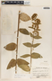Asclepias ovata M. Martens & Galeotti, Mexico, V. H. Chase 7355, F