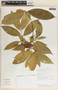 Tabernaemontana undulata Vahl, Costa Rica, E. Lépiz 585, F