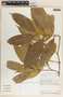 Tabernaemontana undulata Vahl, Costa Rica, G. Herrera C. 4385, F