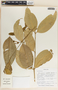 Tabernaemontana undulata Vahl, Costa Rica, W. C. Burger 12245, F