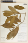 Tabernaemontana undulata Vahl, Costa Rica, R. Aguilar 344, F