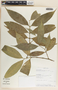 Tabernaemontana undulata Vahl, Costa Rica, A. H. Gentry 78655, F