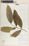 Tabernaemontana undulata Vahl, Costa Rica, J. F. Morales 2095, F