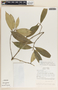 Tabernaemontana undulata Vahl, Panama, F. H. Kennedy 2514, F
