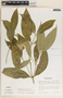 Tabernaemontana undulata Vahl, Panama, R. B. Foster 1754, F