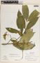 Tabernaemontana undulata Vahl, Panama, A. H. Gentry 5812, F