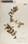 Trachelospermum Lem., Mexico, J. González Ortega 7337, F