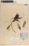 Thevetia gaumeri Hemsl., Mexico, A. C. V. Schott 321a, F
