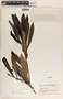 Thevetia gaumeri Hemsl., Guatemala, P. C. Standley 75623, F