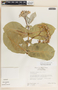 Calotropis procera (Aiton) W. T. Aiton, Mexico, D. H. Lorence 3001, F