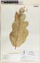 Calotropis procera (Aiton) W. T. Aiton, Guatemala, M. E. Véliz 12798, F