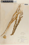 Eremurus spectabilis M. Bieb., Palestine, J. E. Dinsmore 3135, F