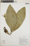 Anthurium oxycarpum Poepp., Ecuador, W. A. Palacios 16010, F