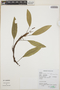 Anthurium scandens (Aubl.) Engl., Peru, N. Salinas R. 6838, F