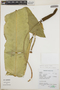 Anthurium cf. ernesti Engl., Peru, N. Salinas R. 7218, F