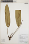 Anthurium stephanii Croat & Acebey, Peru, N. Salinas R. 7300, F