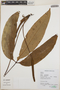 Anthurium Schott, Peru, N. Salinas R. 6932, F