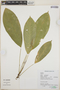Anthurium Schott, Peru, N. Salinas R. 6581, F