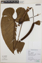 Anthurium Schott, Peru, N. Salinas R. 6860, F