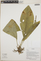 Anthurium Schott, Ecuador, W. A. Palacios 15943, F