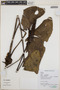Anthurium Schott, Peru, N. Salinas R. 6866, F