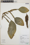 Philodendron Schott, Peru, N. Salinas R. 6547, F