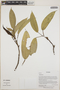Philodendron Schott, Ecuador, W. A. Palacios 16287, F
