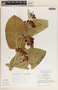 Calotropis procera (Aiton) W. T. Aiton, Guatemala, L. O. Williams 41998, F