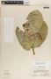 Calotropis procera (Aiton) W. T. Aiton, Guatemala, A. Molina R. 25131, F