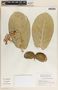 Calotropis procera (Aiton) W. T. Aiton, El Salvador, R. Villacorta 2132, F