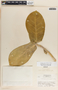 Calotropis procera (Aiton) W. T. Aiton, Honduras, A. Molina R. 8467, F