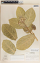 Calotropis procera (Aiton) W. T. Aiton, Honduras, A. Molina R. 25971, F