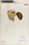 Calotropis procera (Aiton) W. T. Aiton, Honduras, R. W. Lent 597, F
