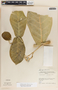 Calotropis procera (Aiton) W. T. Aiton, Honduras, F. A. Barkley 40537, F