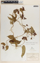 Cynanchum ligulatum (Benth.) Woodson, Mexico, C. G. Pringle 8653, F
