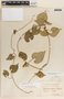 Dictyanthus tigrinus Conz. & Standl., Mexico, F. M. Liebmann 12053, F
